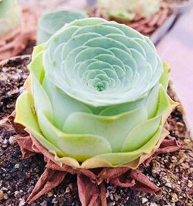 A Live Greenovia Dodrantalis, a stunning succulent with striking layers of curved leaves forming a beautiful rosette pattern, displaying its unique charm and vibrant green hue.