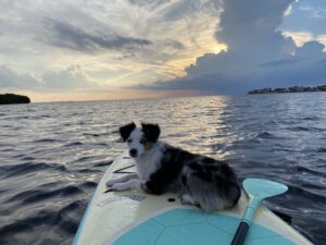 A woman and her furry friend enjoy paddle boarding on calm waters.