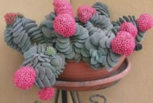 "An alluring image of Crassula 'Morgan's Beauty,' a charming succulent with plump, silvery-green leaves densely packed in a rosette formation, showcasing a delightful contrast between the leaf color and the plant's delicate, pink-hued edges.