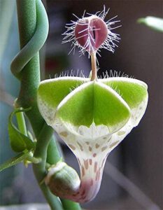A picture of the eye-catching Parachute Succulent, characterized by its cascading, trailing leaves that resemble a deployed parachute, adding a whimsical and unique touch to any plant collection or indoor garden.