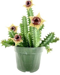 Intriguing Huernia Zebrina, a fascinating succulent known for its striped, zebra-patterned stems and remarkable, star-shaped flowers that provide a bold, exotic touch to any plant display or collection.