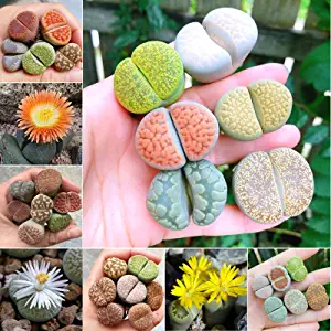 A captivating image of 5 Lithops live plants, also known as 'living stones,' showcasing their unique, stone-like appearance with fascinating textures and subtle color variations that make them a delightful addition to any plant collection