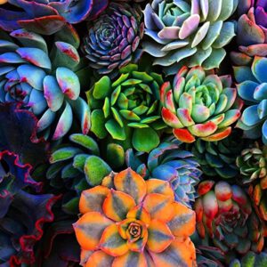 A vibrant image of a collection of 40 live succulent cuttings, featuring 20 diverse varieties, including jade plants, cacti, and flowering succulents, that serve as an ideal starter pack for creating your very own thriving succulent garden